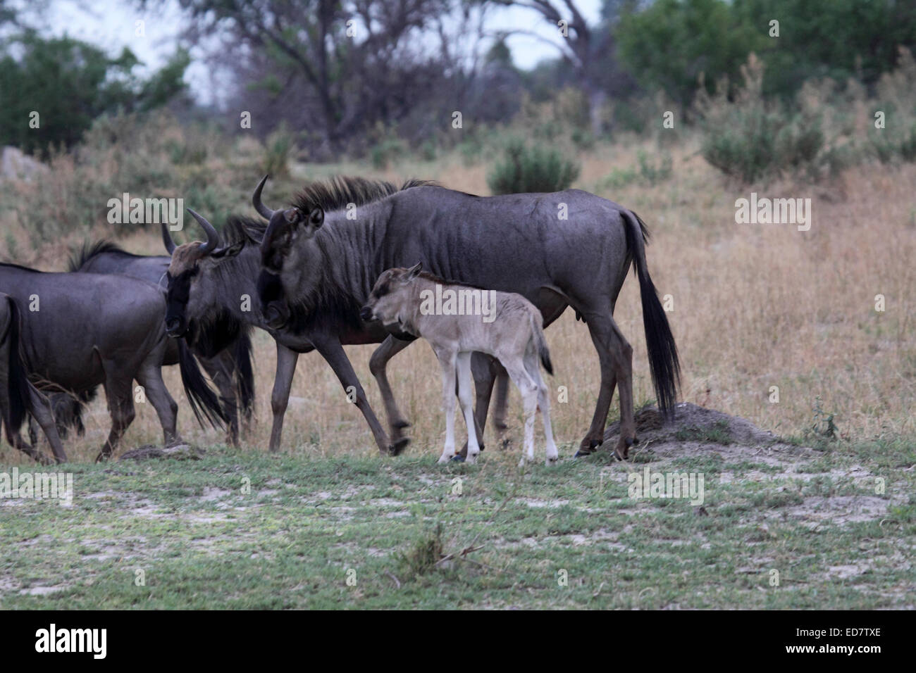 El ñu azul con la pantorrilla en Botswana Foto de stock