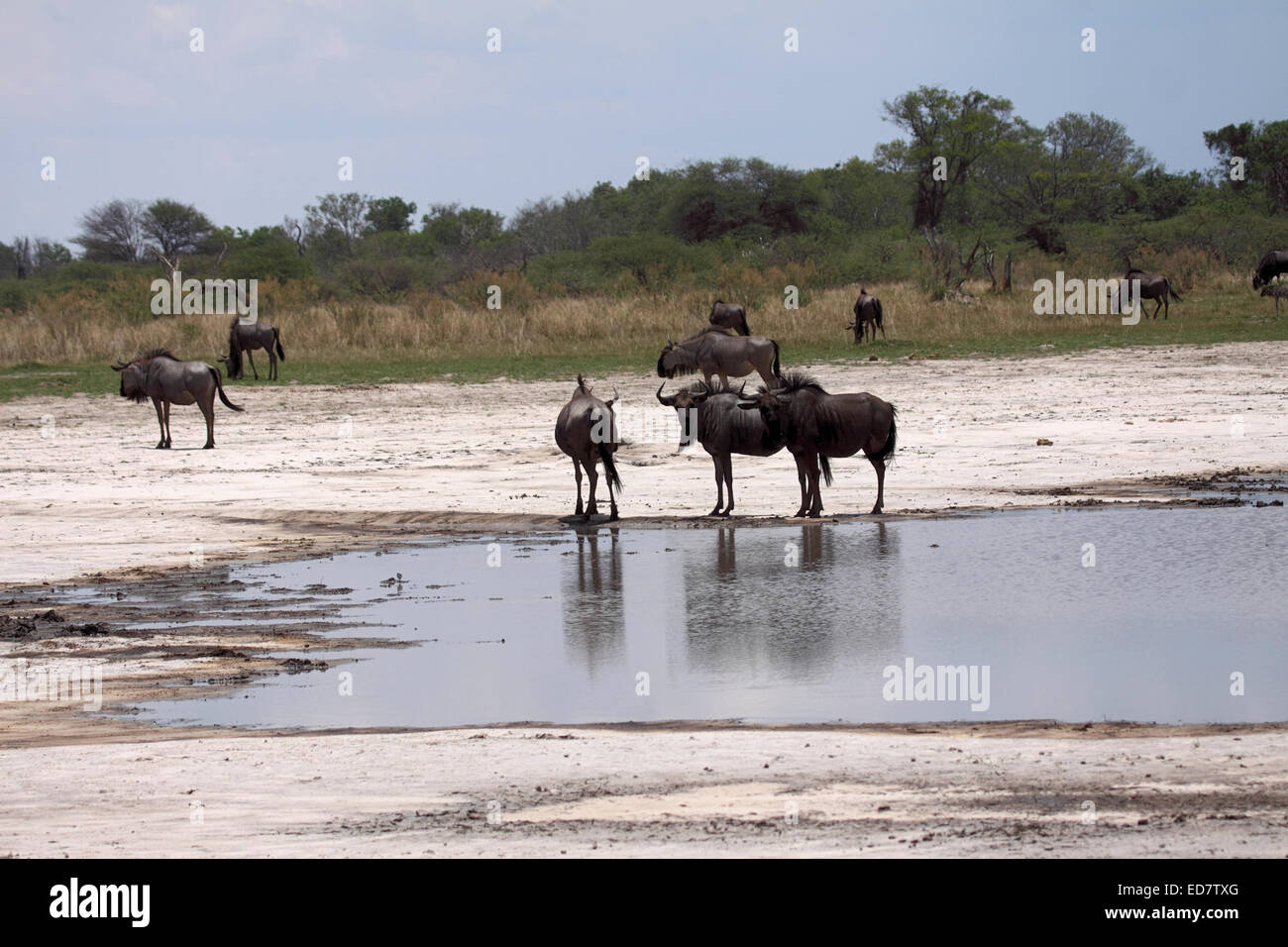 El ñu azul hato en waterhole en Botswana en Botswana Foto de stock