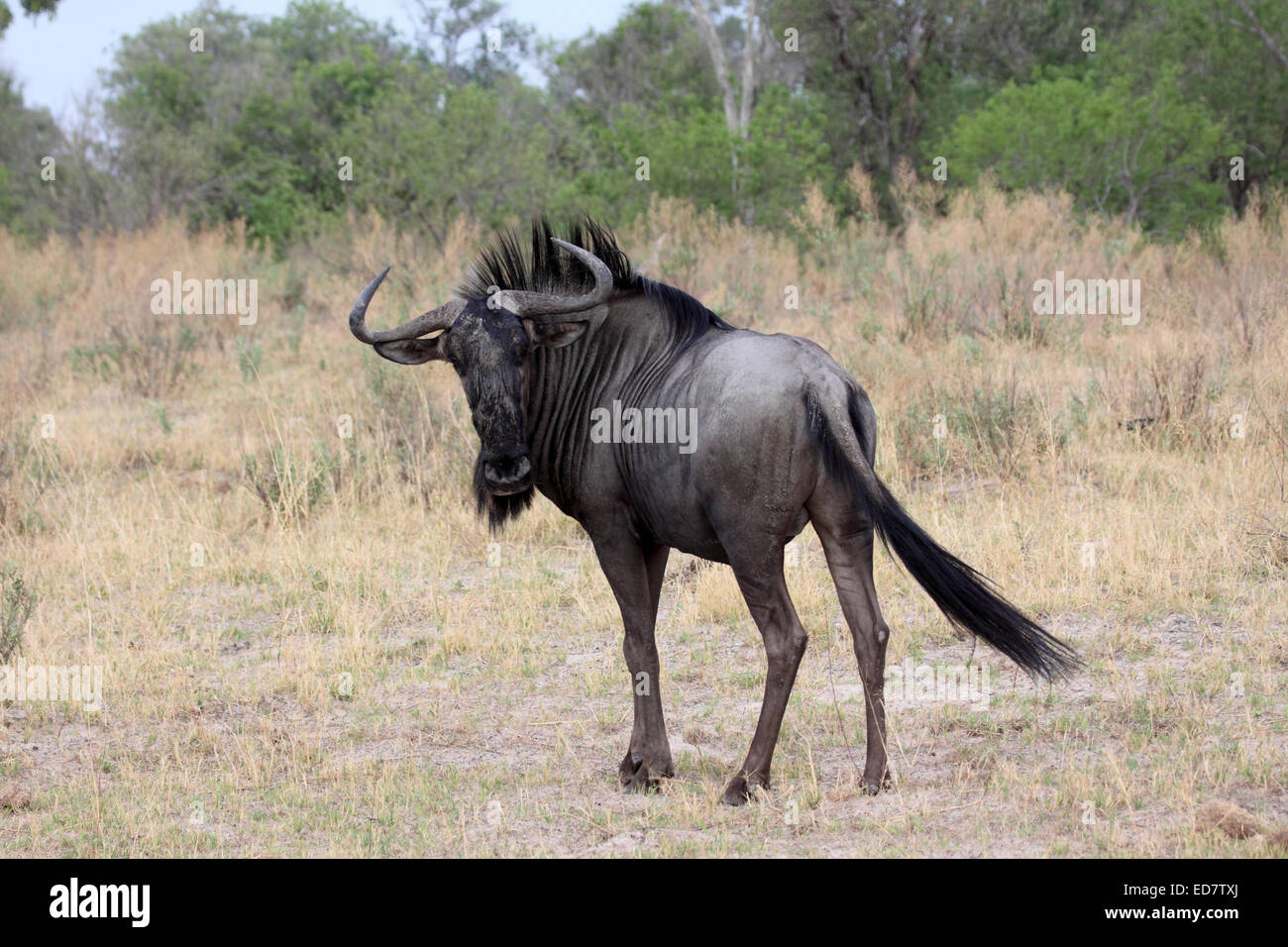 El ñu azul bull en Botswana Foto de stock