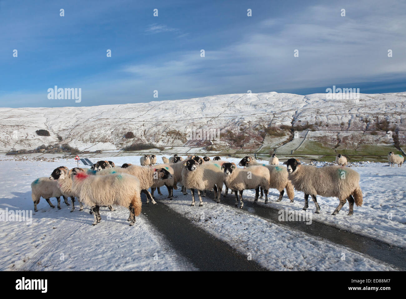 Swaledale ovejas en Halton Gill en Littondale, Los Valles de Yorkshire, Inglaterra. Foto de stock