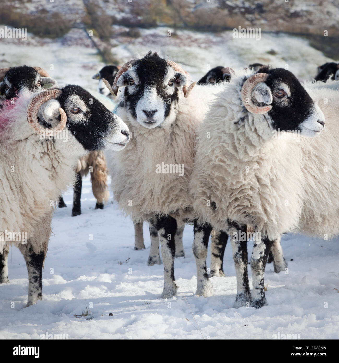 Swaledale ovejas en Halton Gill en Littondale, Los Valles de Yorkshire, Inglaterra. Foto de stock