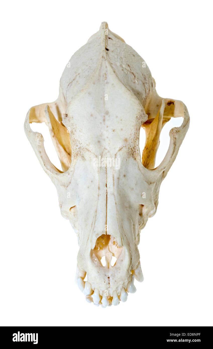 Cráneo de perro Foto de stock