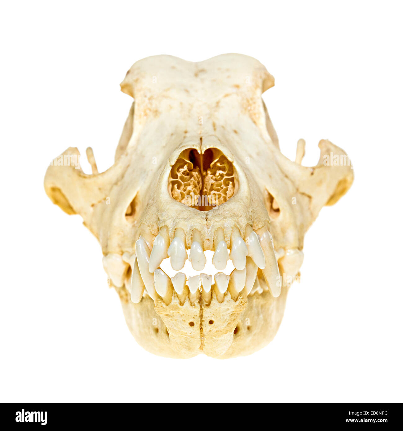 Dog skull anterior mostrando los dientes Foto de stock
