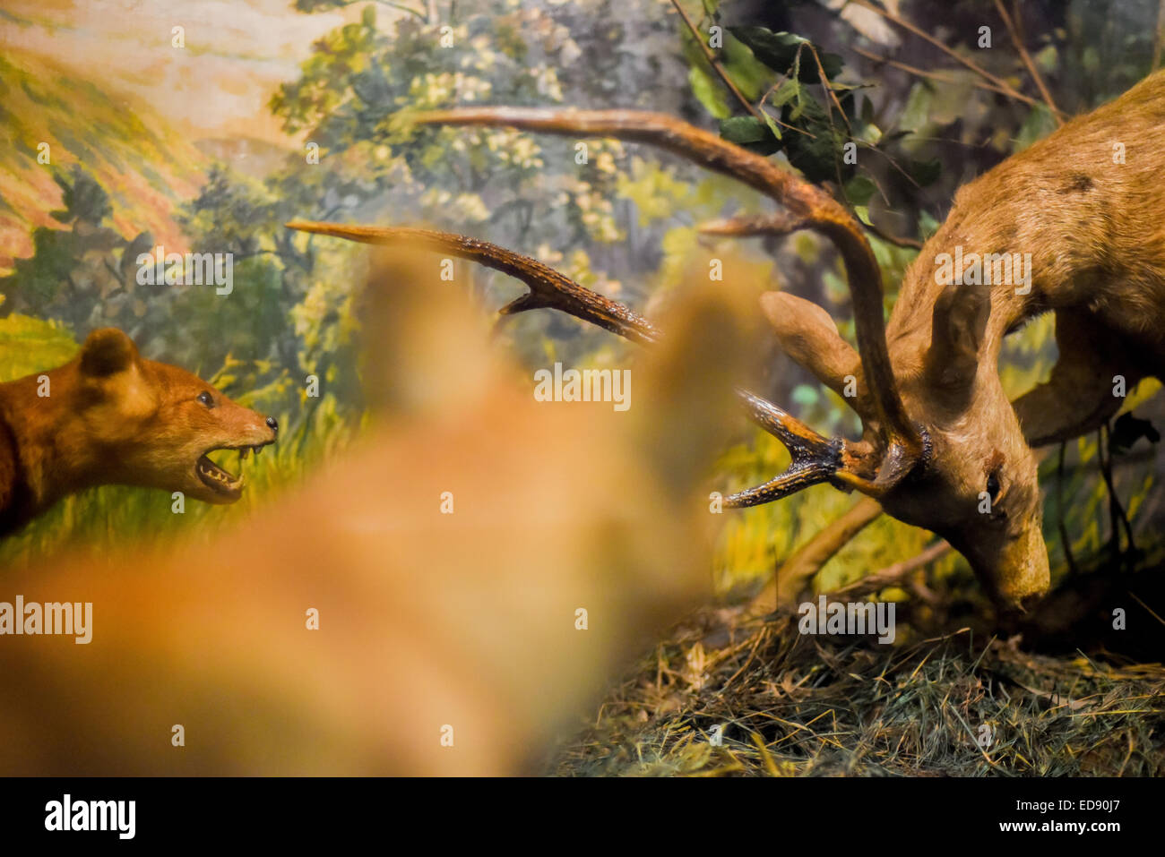Diorama de Asiatic perros salvajes (Cuon alpinus) la caza de ciervos en un museo de Zoología, Bogor. Foto de stock