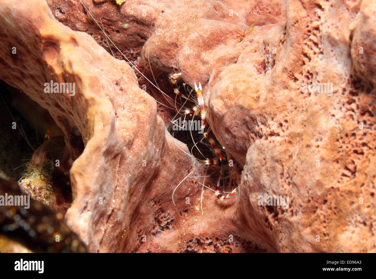 Boxer con bandas de quisquillas (Stenopus hispidus), Cozumel, México Foto de stock