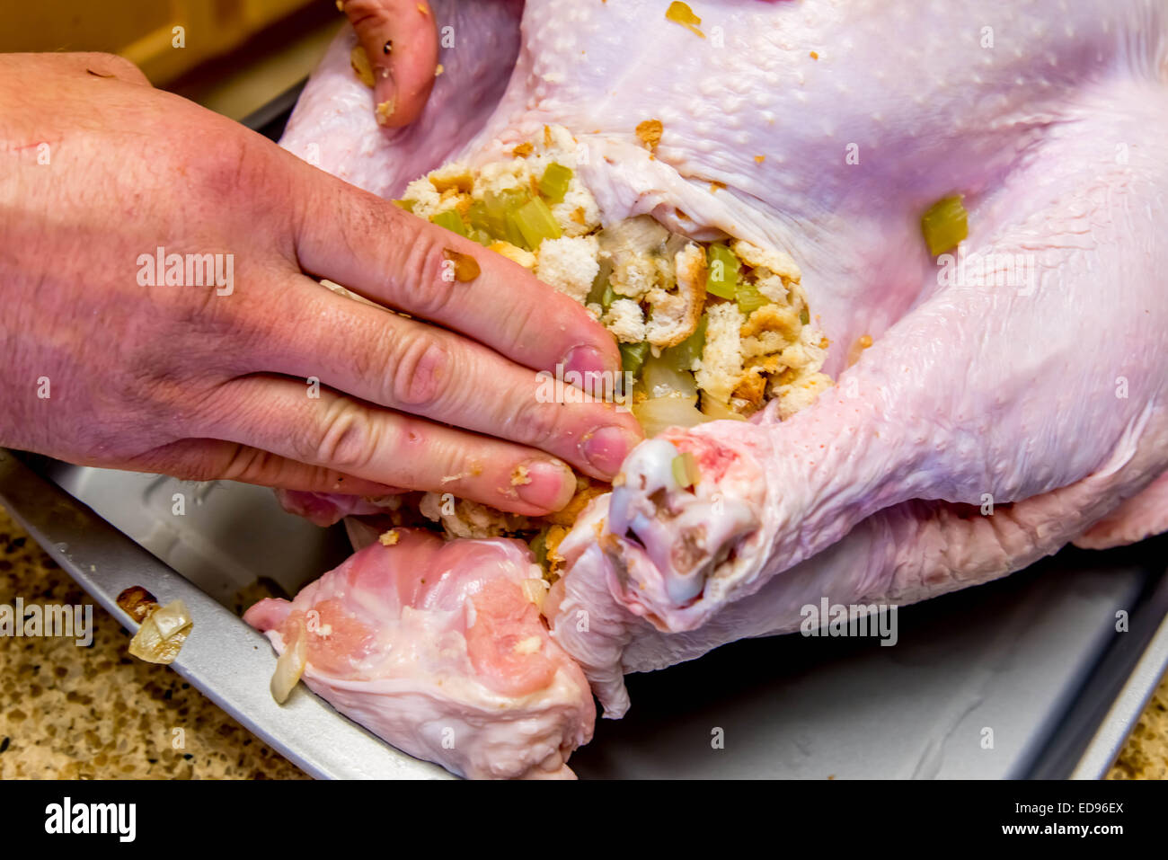 Preparar la comida de Acción de Gracias - un pavo relleno Foto de stock