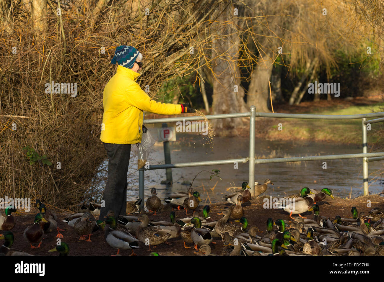 Mujer alimentando patos en King's Pond-Victoria, British Columbia, Canadá. Foto de stock