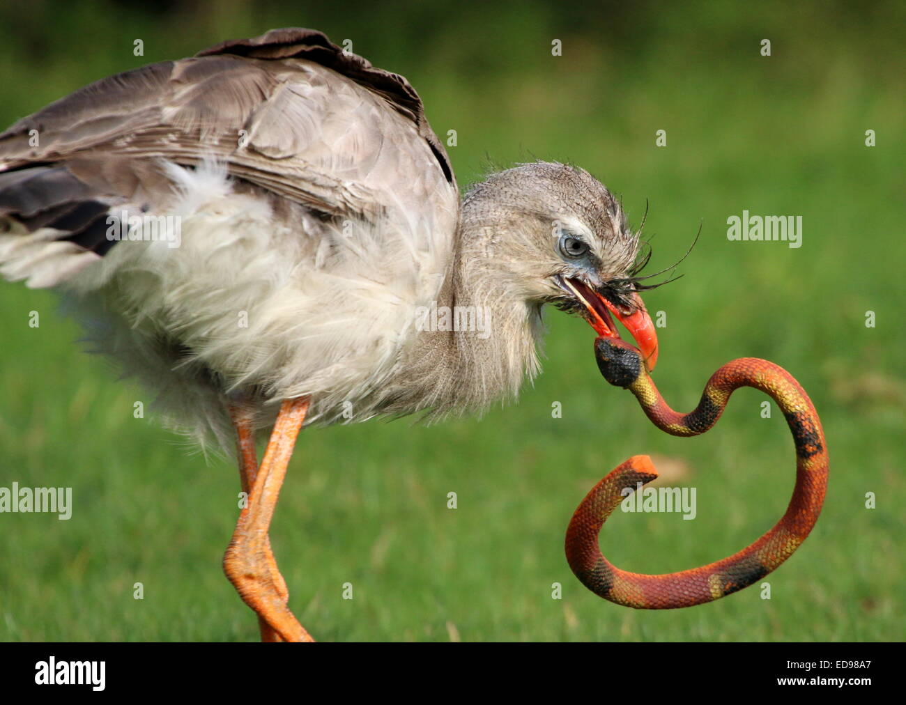 Sudamericano de patas rojas o seriema (Cariama cristata Cariama crestado) ocupado "matar" una serpiente de juguete de plástico durante un espectáculo de aves Foto de stock