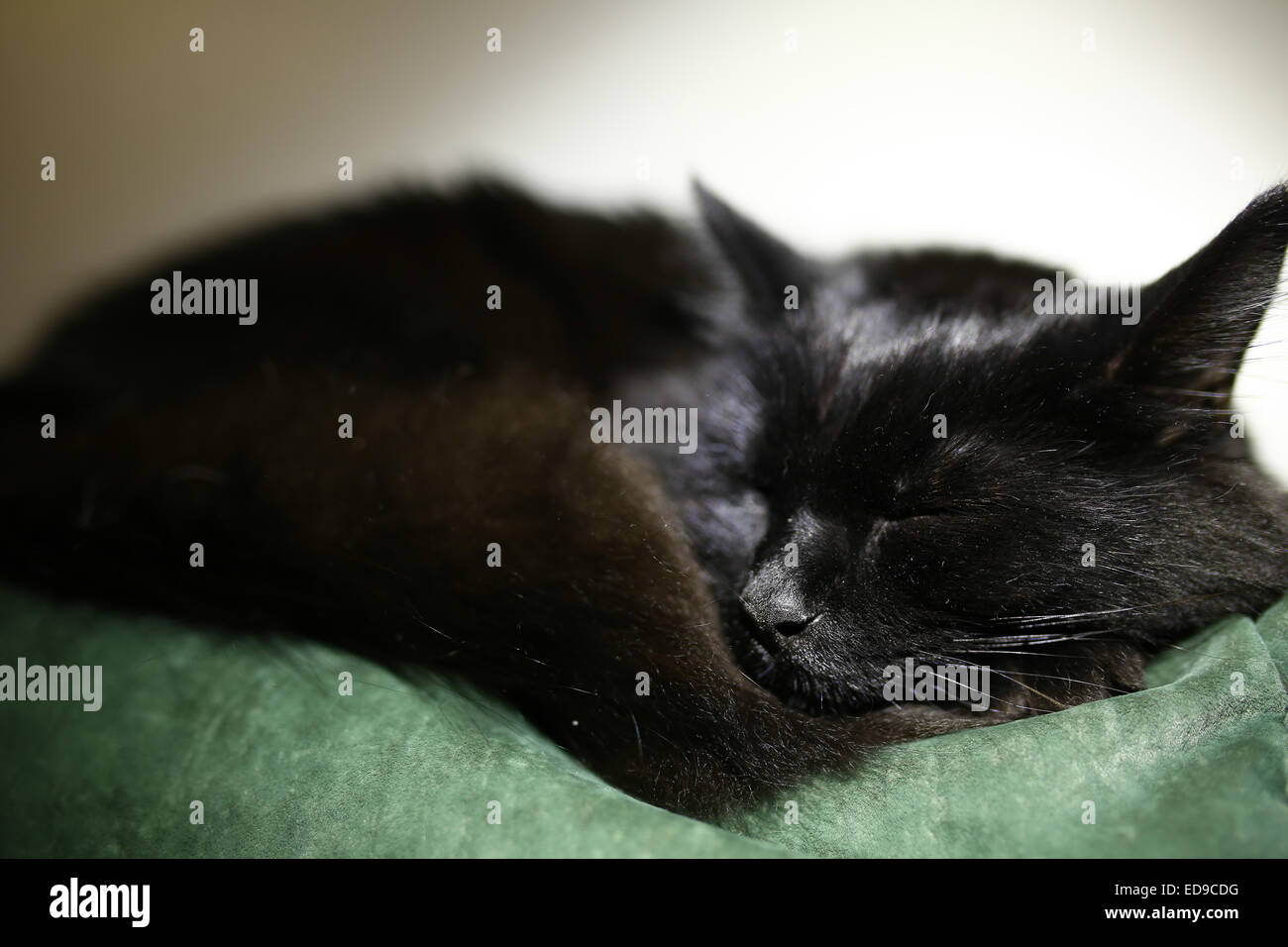 Gato negro durmiendo pacíficamente en un sofá Foto de stock