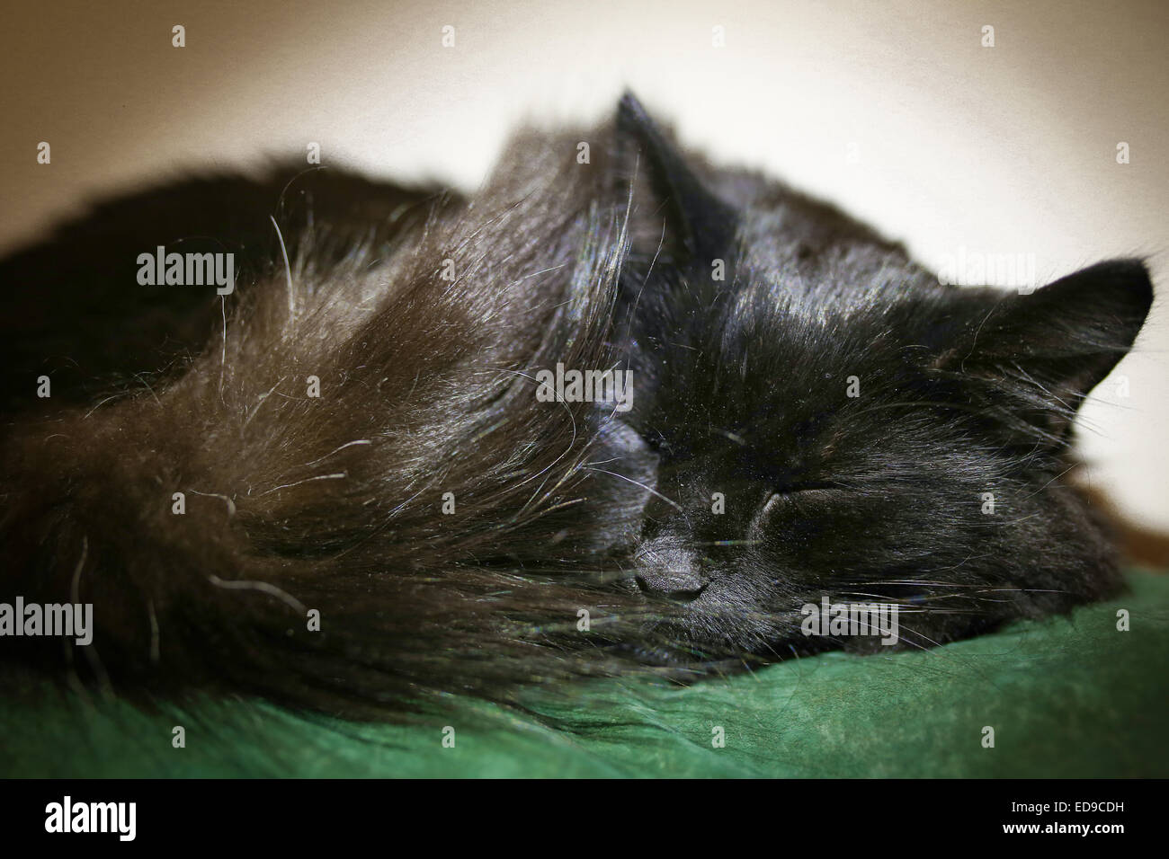 Gato negro durmiendo pacíficamente en un sofá Foto de stock