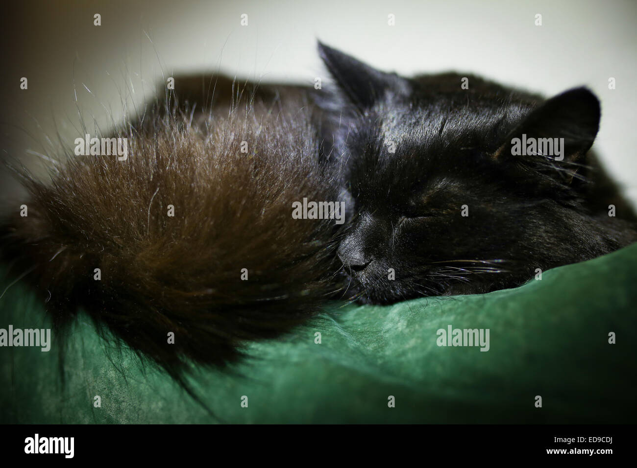 Gato negro durmiendo pacíficamente en un sofá Foto de stock