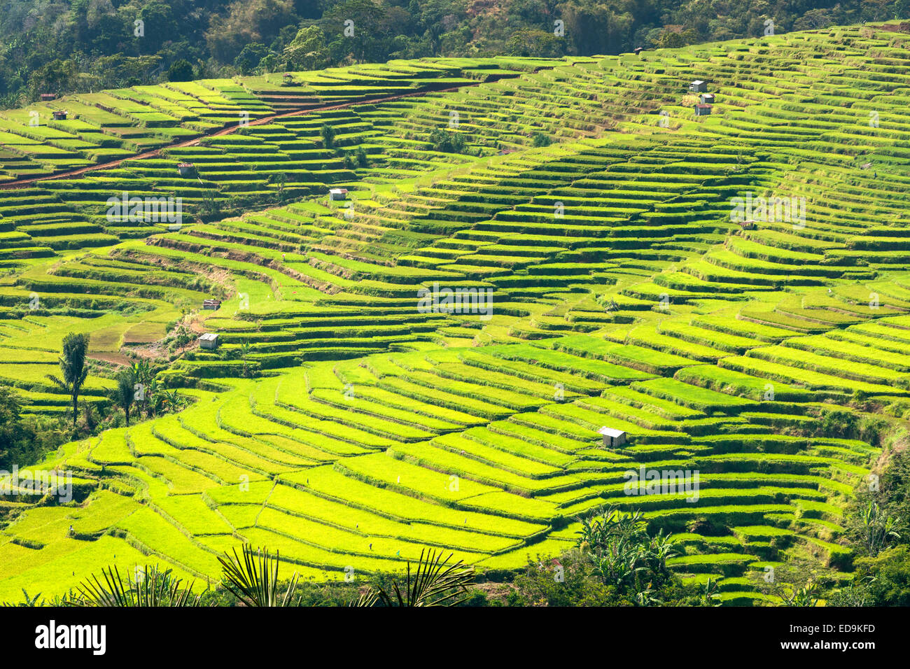 Golo Cador arrozales cerca de Ruteng, isla de Flores, Indonesia. Foto de stock