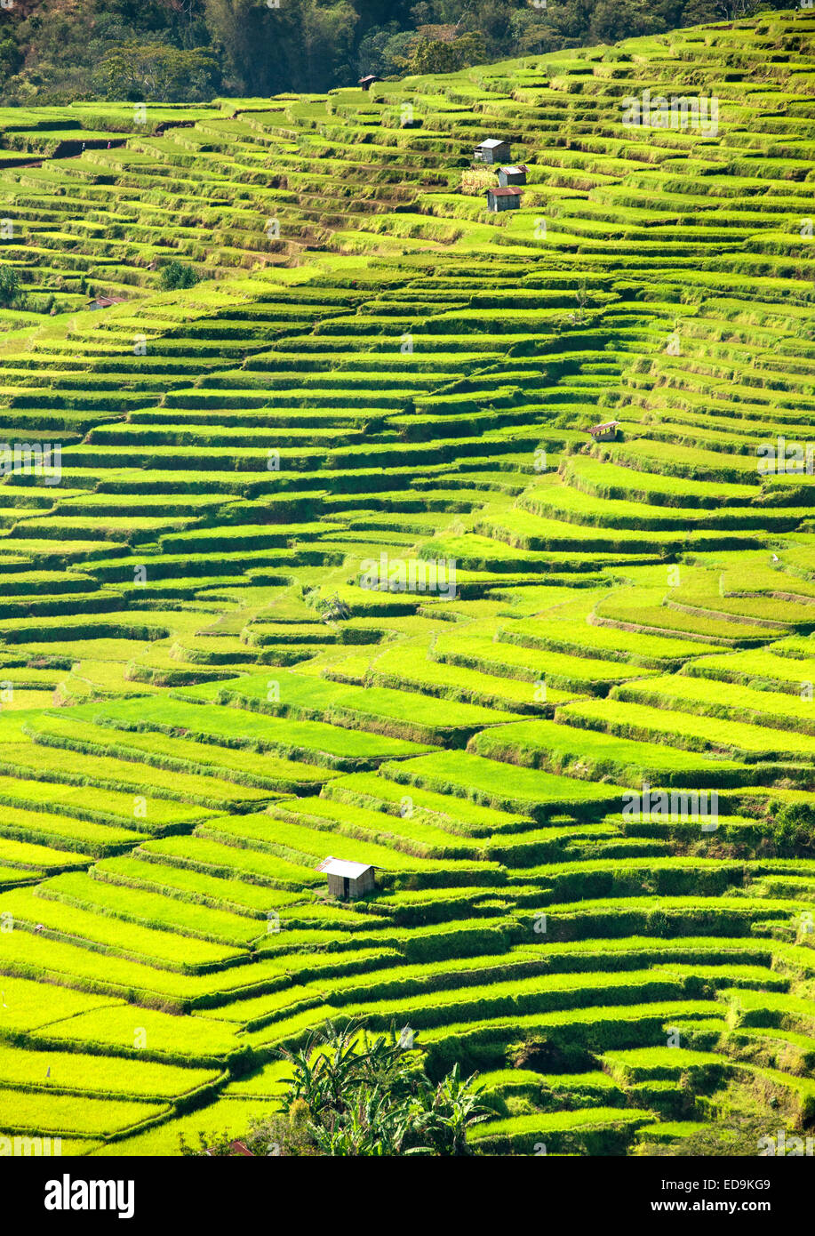 Golo Cador arrozales cerca de Ruteng, isla de Flores, Indonesia. Foto de stock