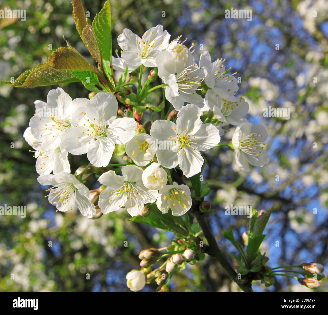 Cerezos en flor en primavera pueden utilizar como fondo Foto de stock