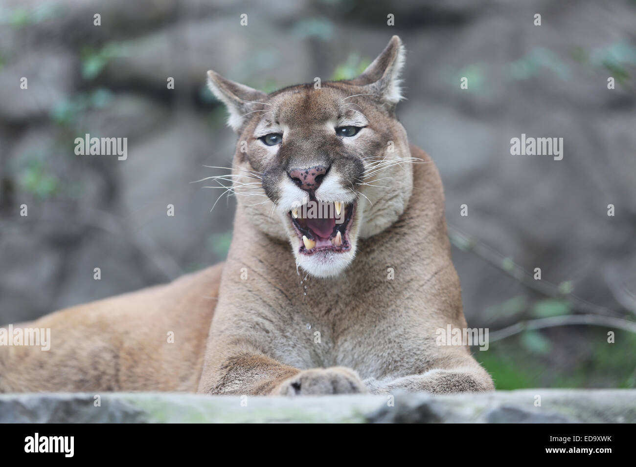 Puma con la boca abierta Fotografía de stock - Alamy