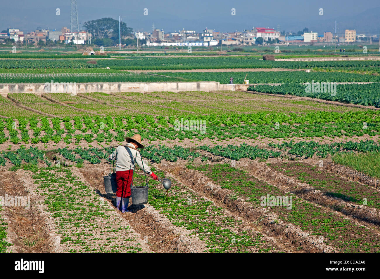 Fertilizar cultivos campesinos chinos derramando el estiércol líquido de cubos con la mano, en Fertilizar cultivos campesinos chinos derramando el estiércol líquido de cubos con la mano, en