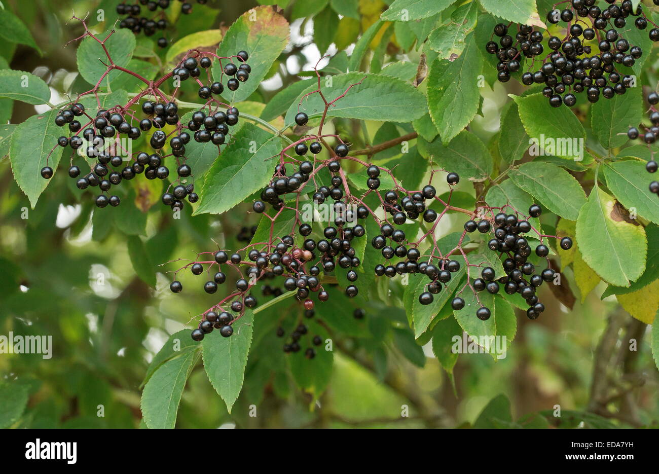 Maduras, SAÚCO sambucus nigra en otoño. Foto de stock