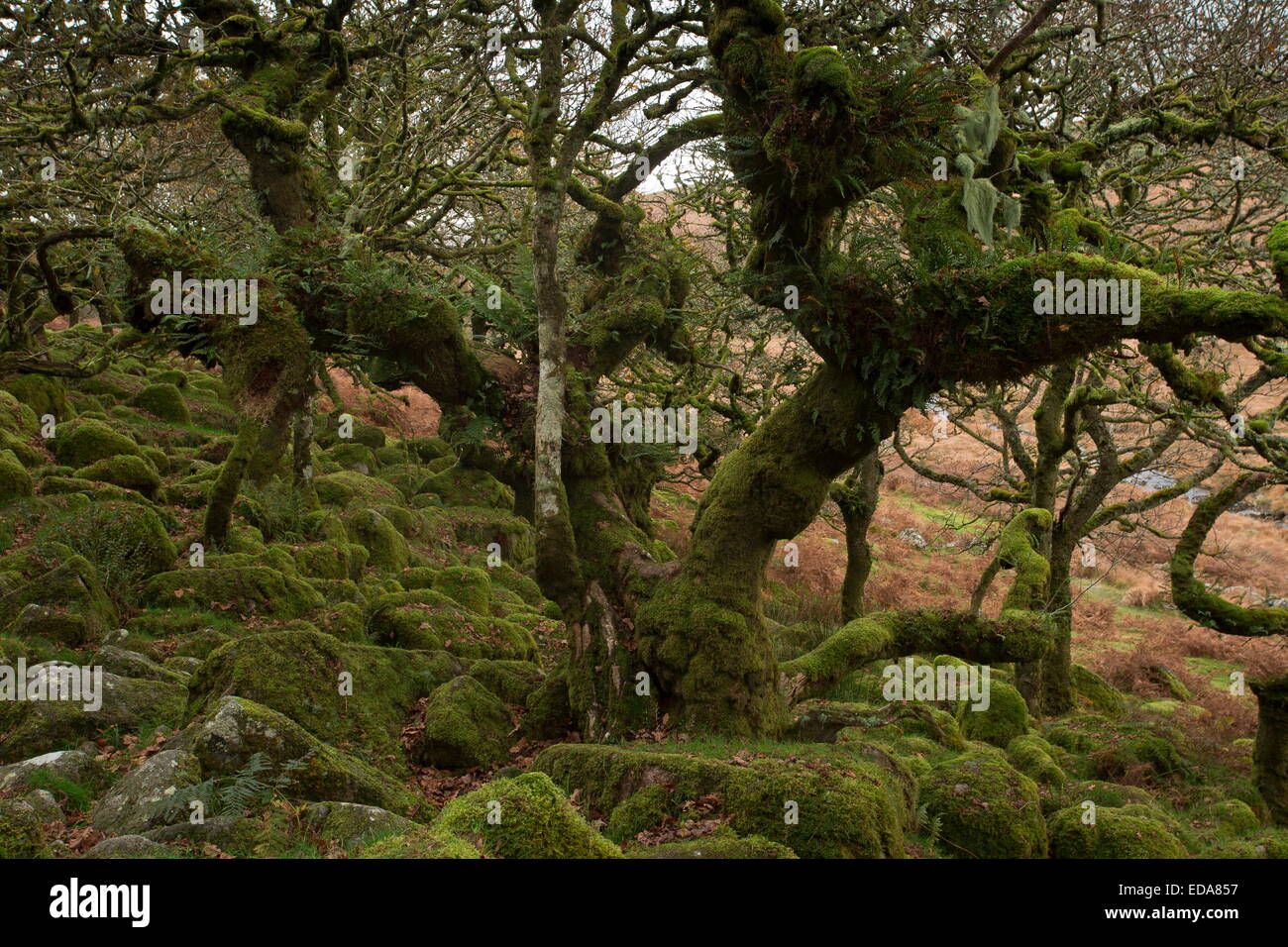 Otoño en la madera Wistman NNR, Dartmoor. Antigua nudosas mossy común en bosques de robles, a unos 400m. Devon. Foto de stock