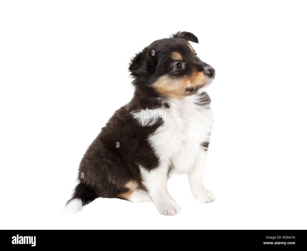 Los sentimientos de los perros fotografías e imágenes de alta resolución -  Página 3 - Alamy