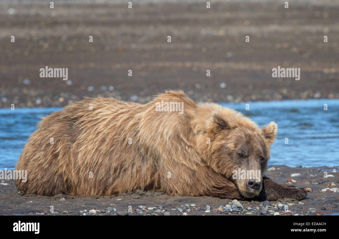 Gran Oso Pardo tomando una siesta en el borde del agua en el lago Clark, Alaska Foto de stock