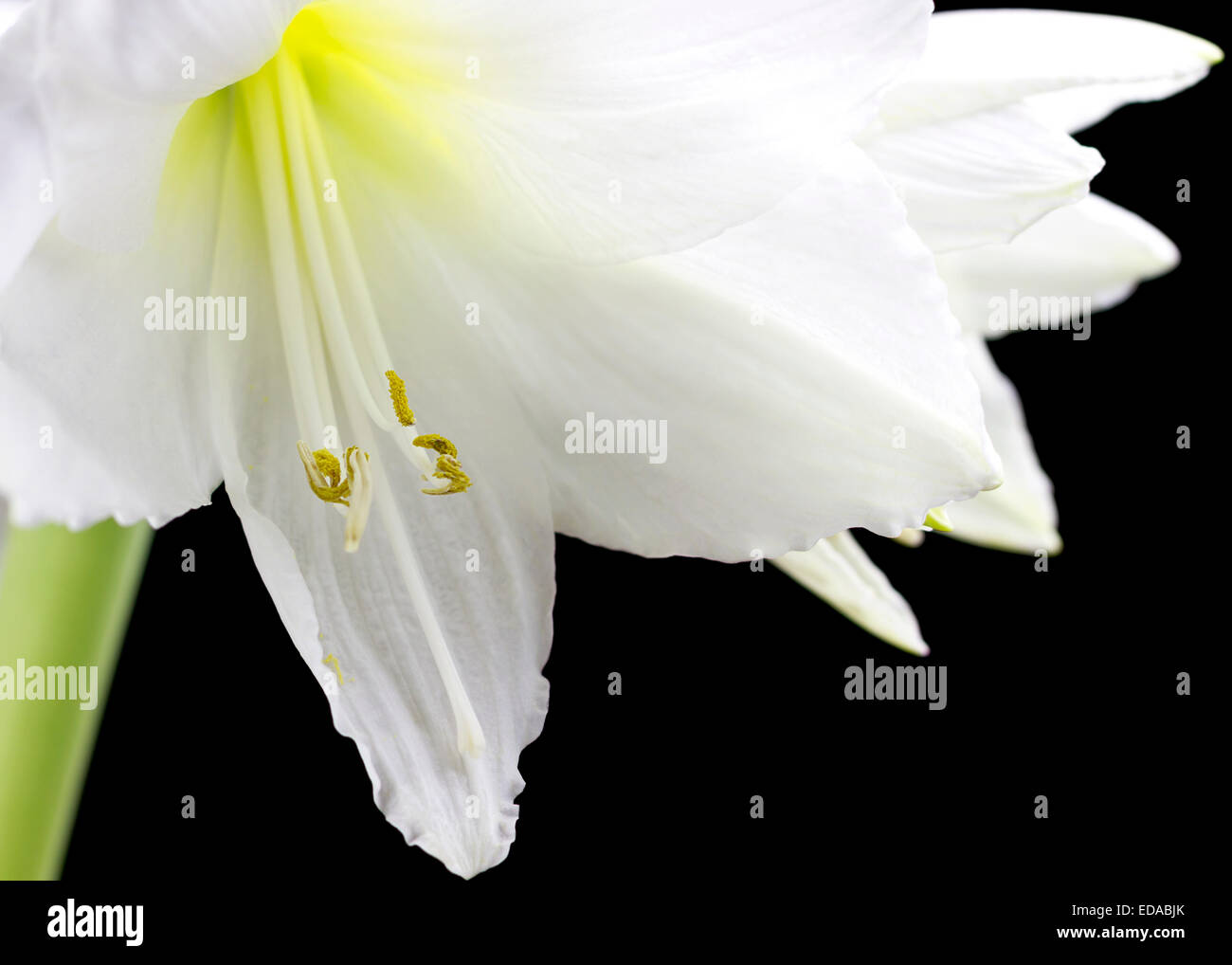 Hermosa flor de flores Amarilis blancos sobre fondo negro. Foto de stock