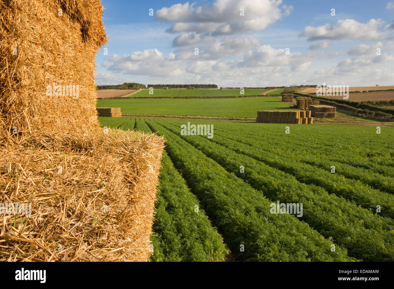 Campos de zanahorias, Burnham Overy Norfolk, UK Foto de stock