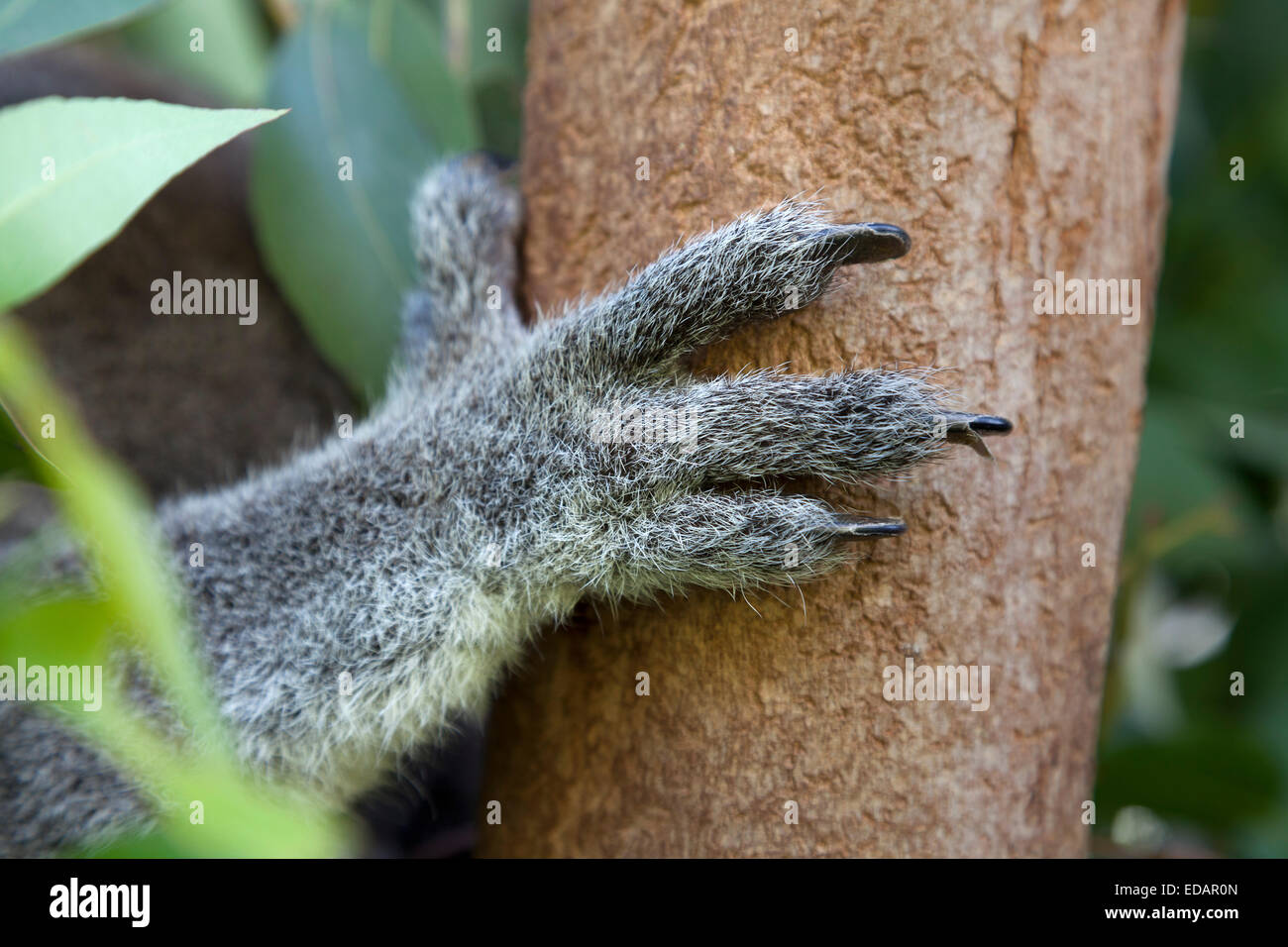 Pierna Koala aferrarse a un árbol Foto de stock