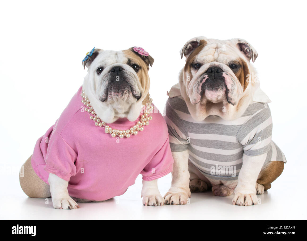 Female bulldog puppy dressed in fotografías e imágenes de alta resolución -  Alamy