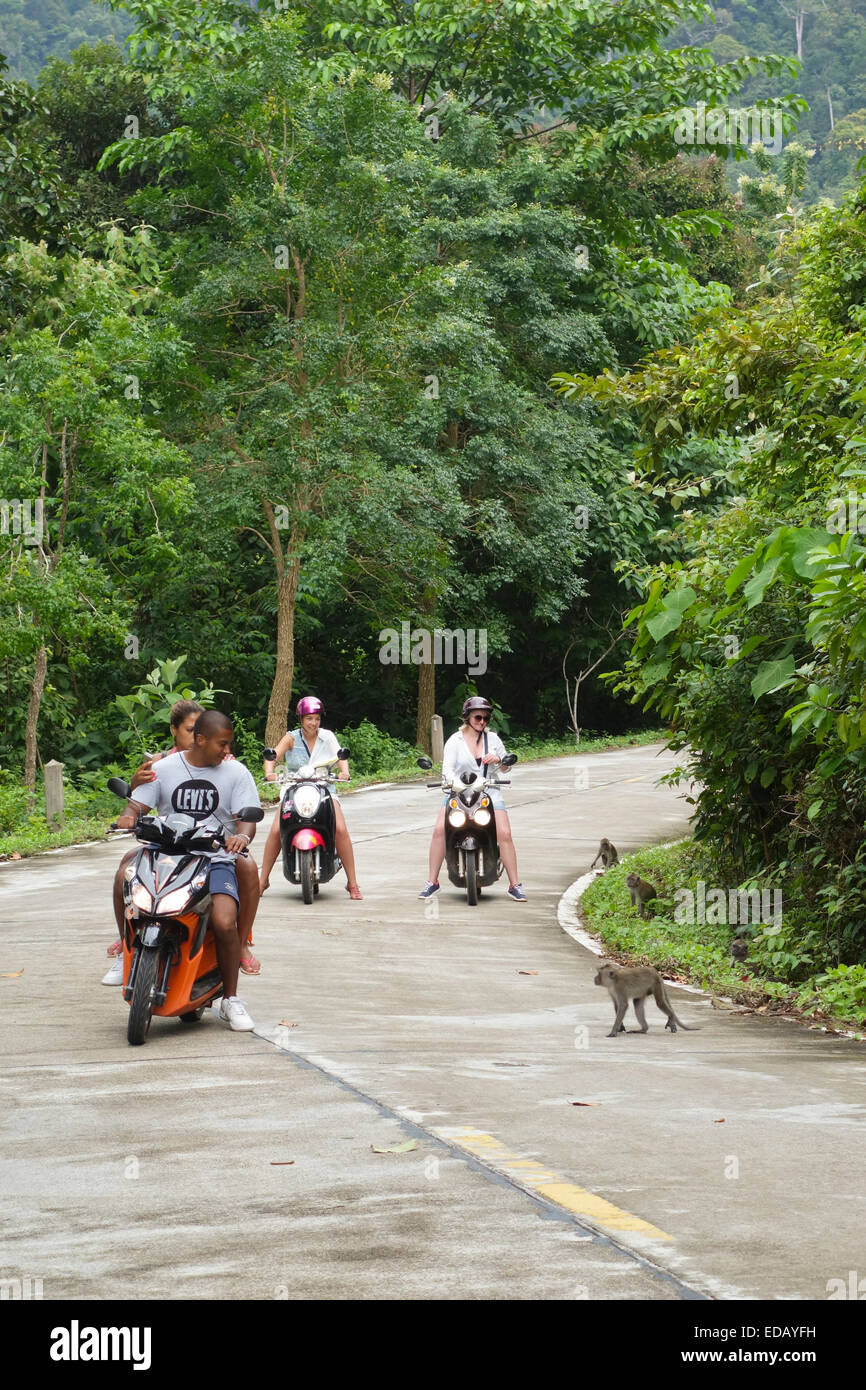Los turistas en scooters ver monos en la jungla, la selva tropical de Koh Lanta, el Parque Nacional de Mu Ko Lanta, Tailandia. Asia. Foto de stock