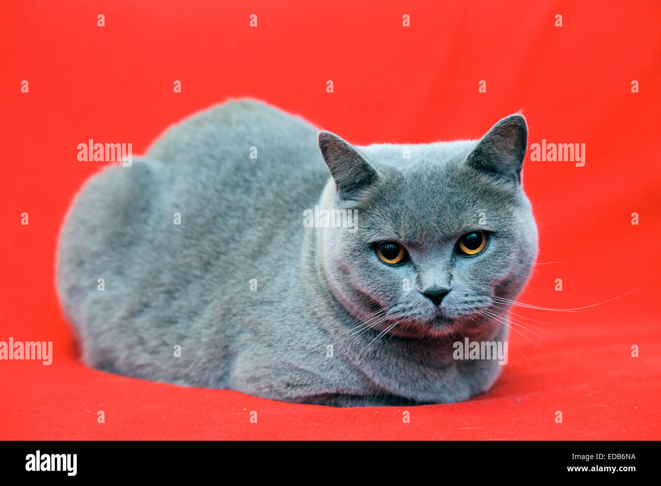 British Shorthair gato gris Foto de stock