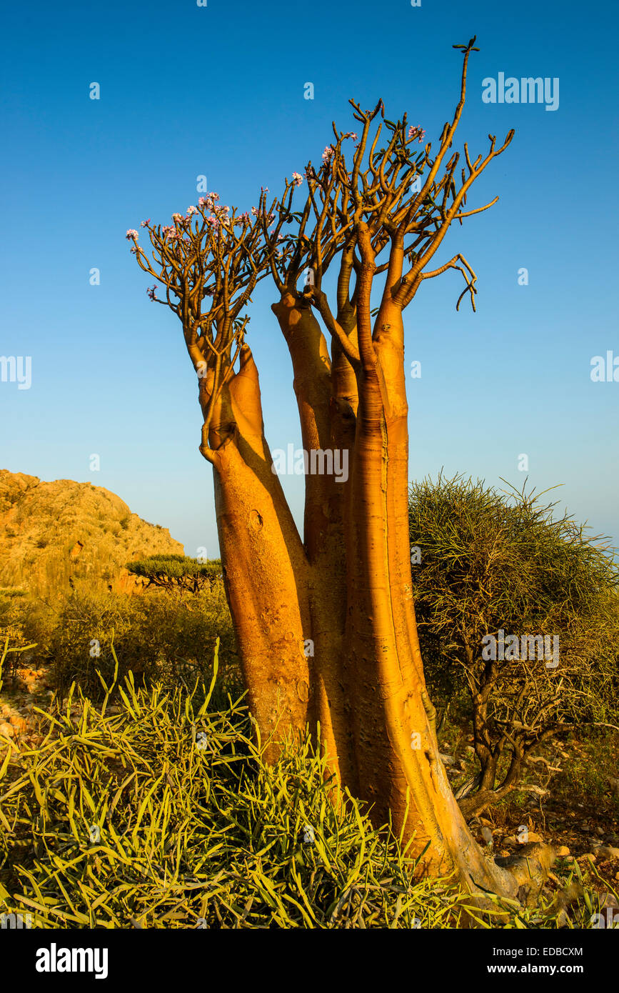Árbol botella (Adenium obesum) en flor, especies endémicas, Socotra, Yemen Foto de stock