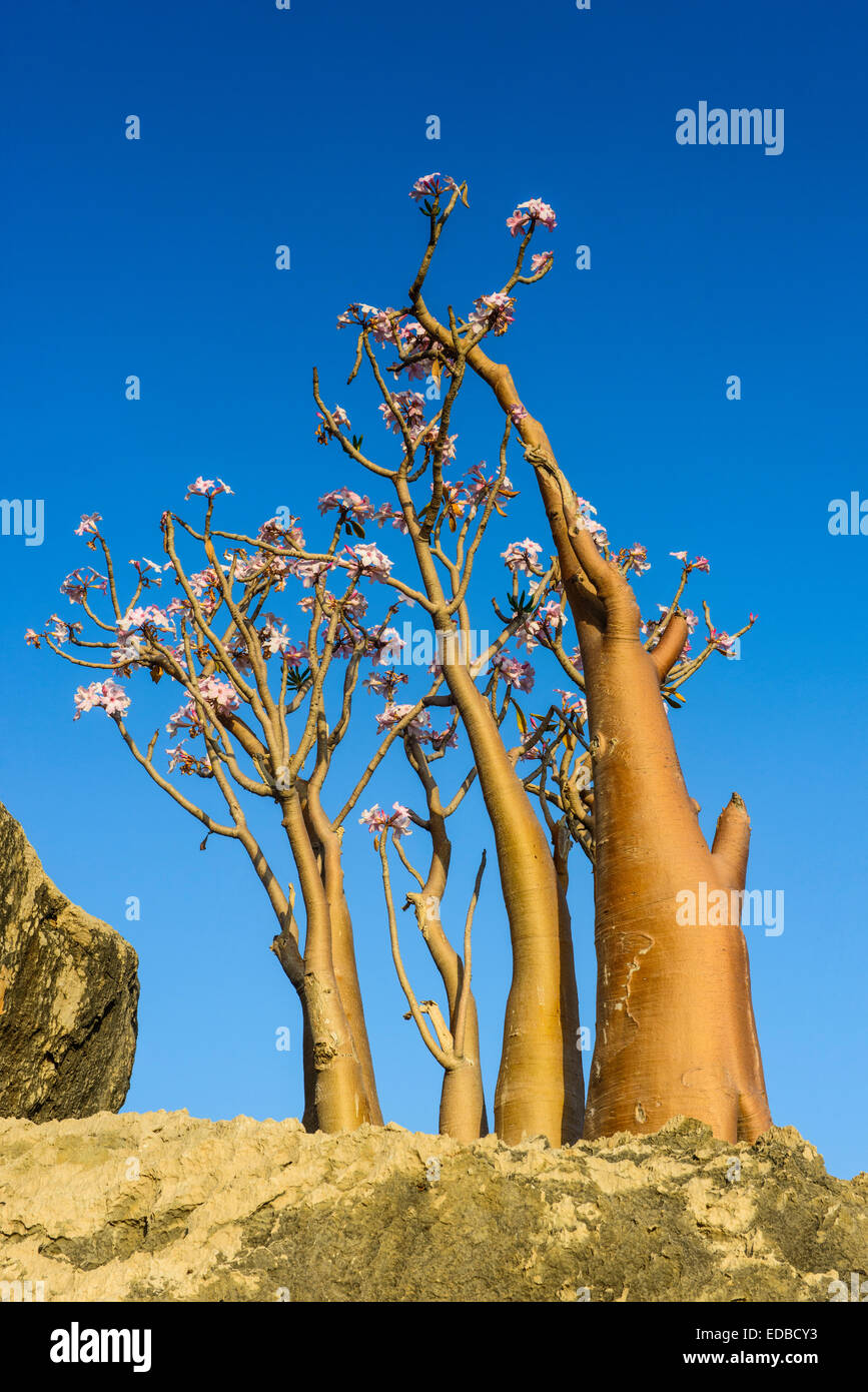 Árbol botella (Adenium obesum) en flor, especies endémicas, Socotra, Yemen Foto de stock