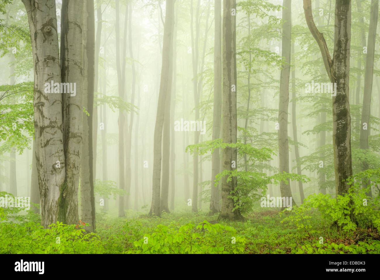 Bosque de hayas, Horni Nemci Bile Karpaty, Área Protegida del Paisaje, Cárpatos Blancos, República Checa Foto de stock