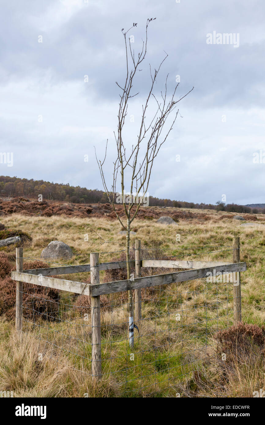 Retoño recién plantados o árbol joven rodeado por una valla de protección de páramos, Derbyshire Peak District National Park, Inglaterra, Reino Unido. Foto de stock