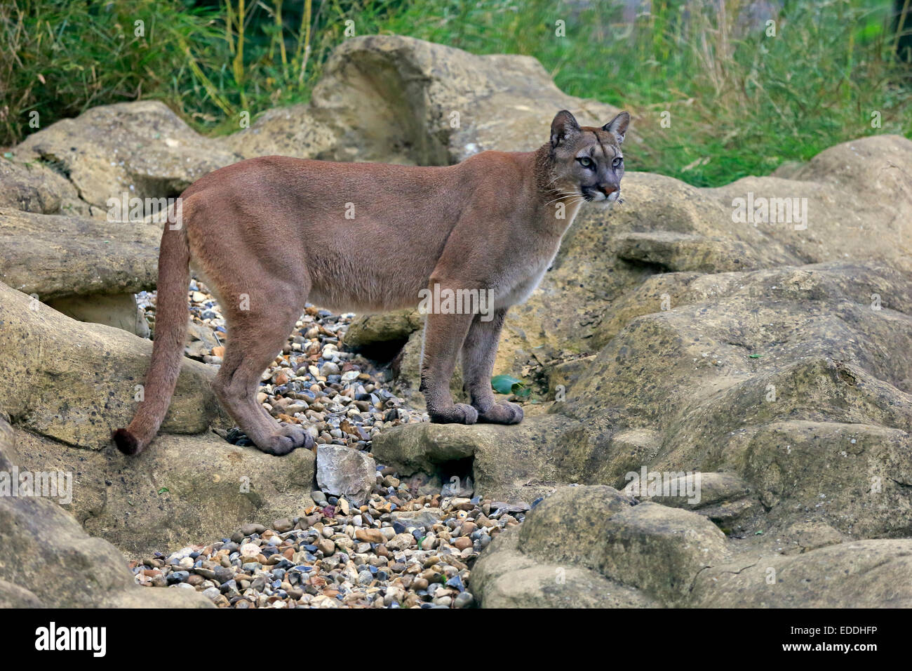 El Puma, El león de montaña o Puma (Felis concolor), adulto, de pie sobre  las rocas, nativa de América, cautivo, England, Reino Unido Fotografía de  stock - Alamy