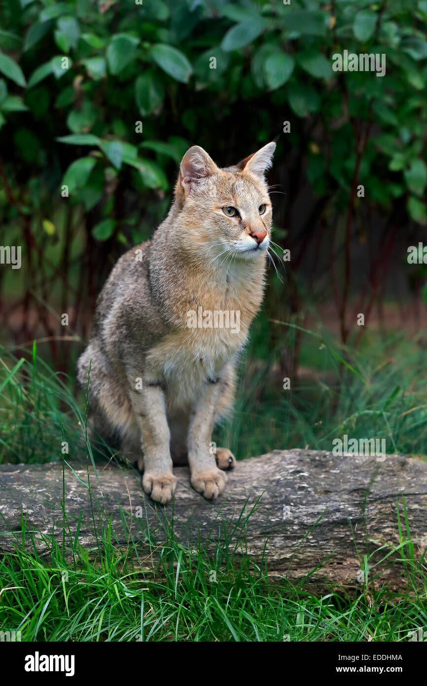 Jungle Cat (Felis chaus), adulto, nativo de Asia, cautiva, England, Reino Unido Foto de stock