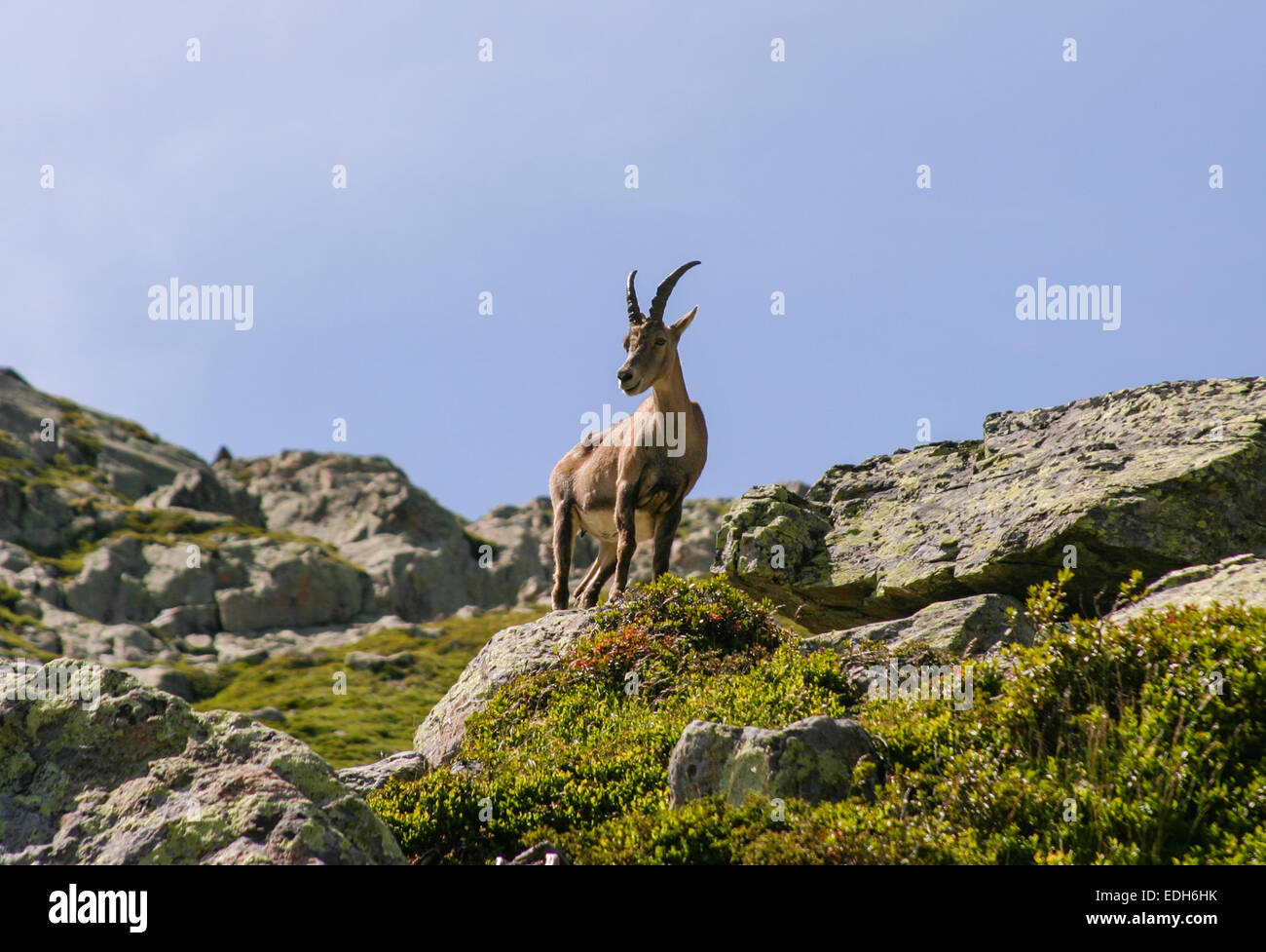 Bouquetin ( Ibex) de pie sobre las rocas en los Alpes franceses Foto de stock