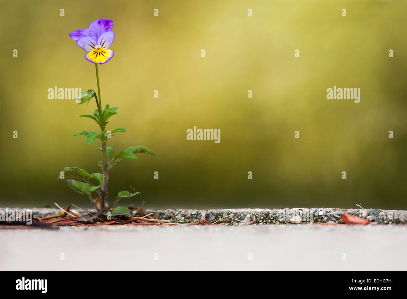 La perseverancia de una flor que crece en una grieta de la acera Foto de stock