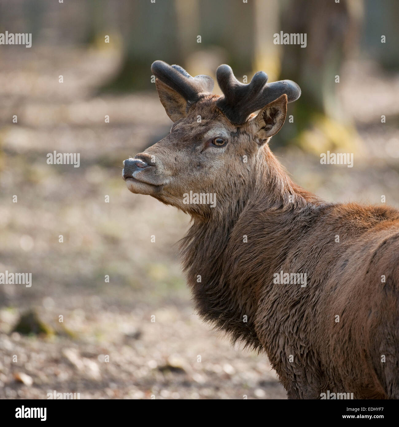 Ciervo rojo (Cervus elaphus), ciervo con astas de terciopelo, cautiva, Baviera, Alemania Foto de stock