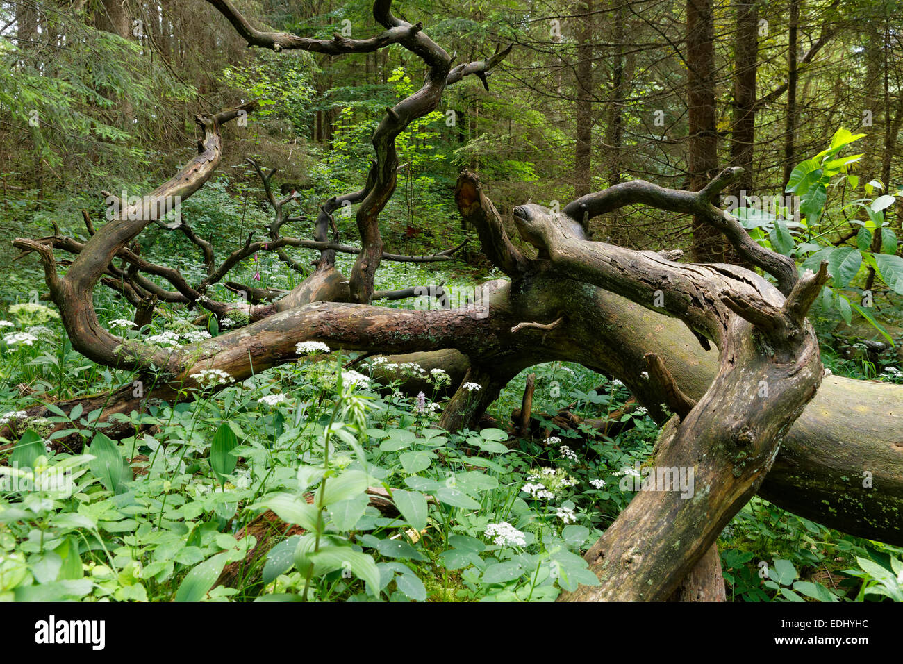 La madera muerta en los bosques de llanura, Pupplinger Au, Geretsried, Alta Baviera, Baviera, Alemania Foto de stock