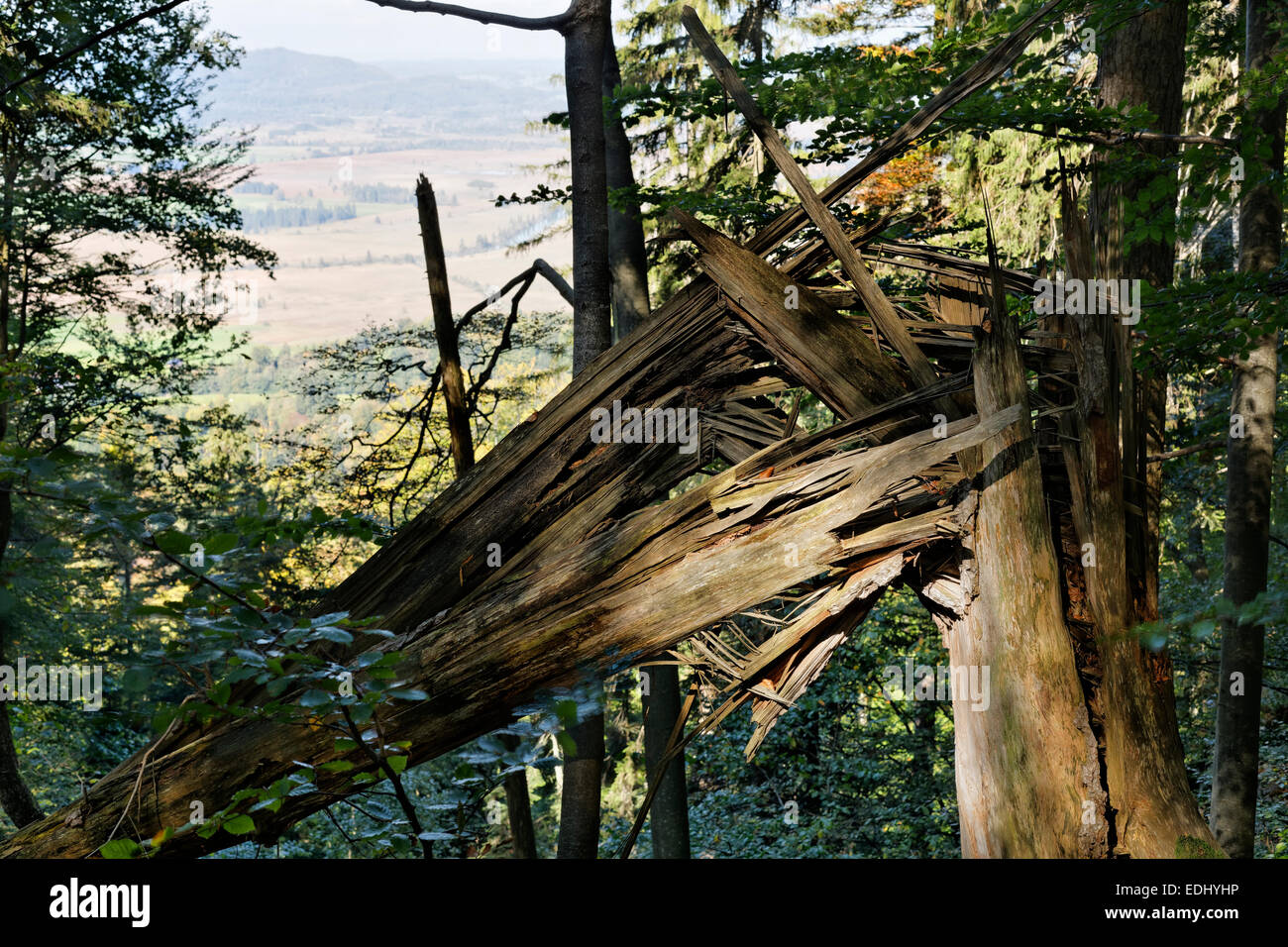 Desgarrado tronco de árbol, laminados de madera, Kochel am See, Alta Baviera, Baviera, Alemania Foto de stock