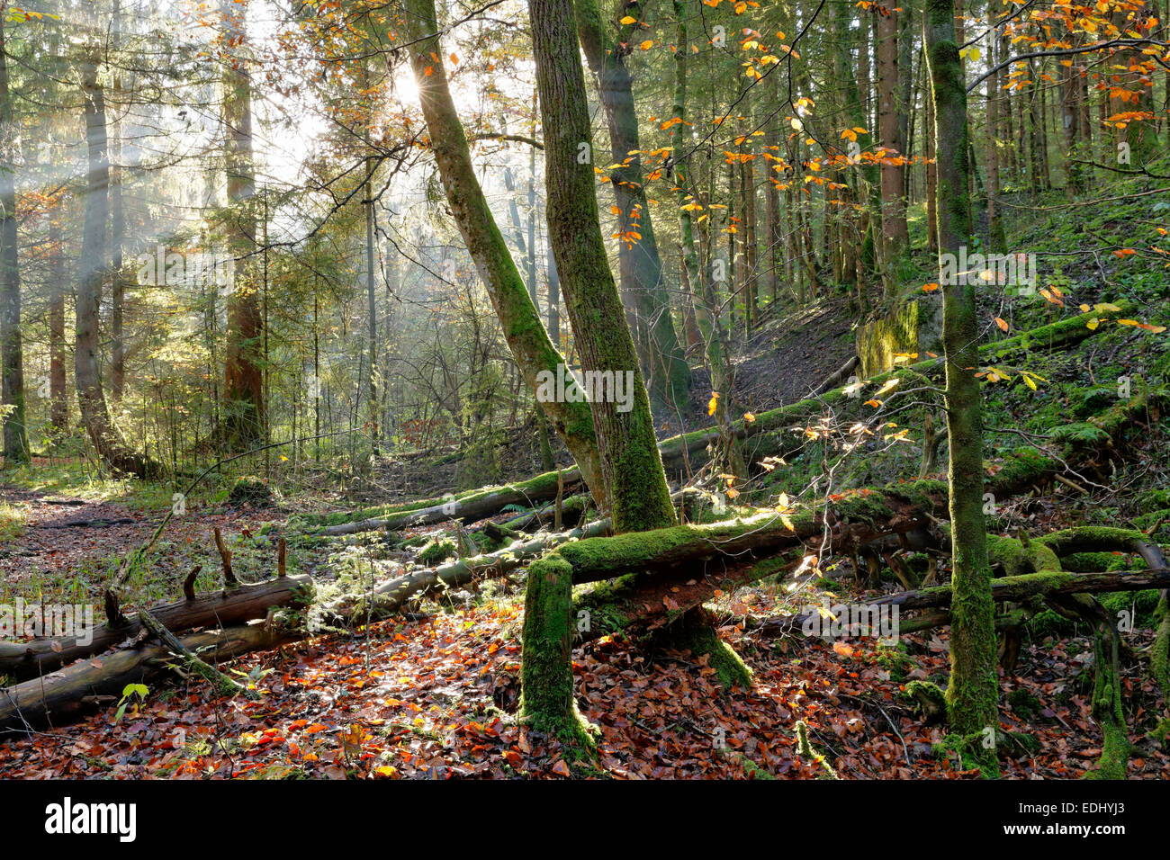 Bosques de tierras bajas otoñales, Isar, Geretsried, Alta Baviera, Baviera, Alemania Foto de stock