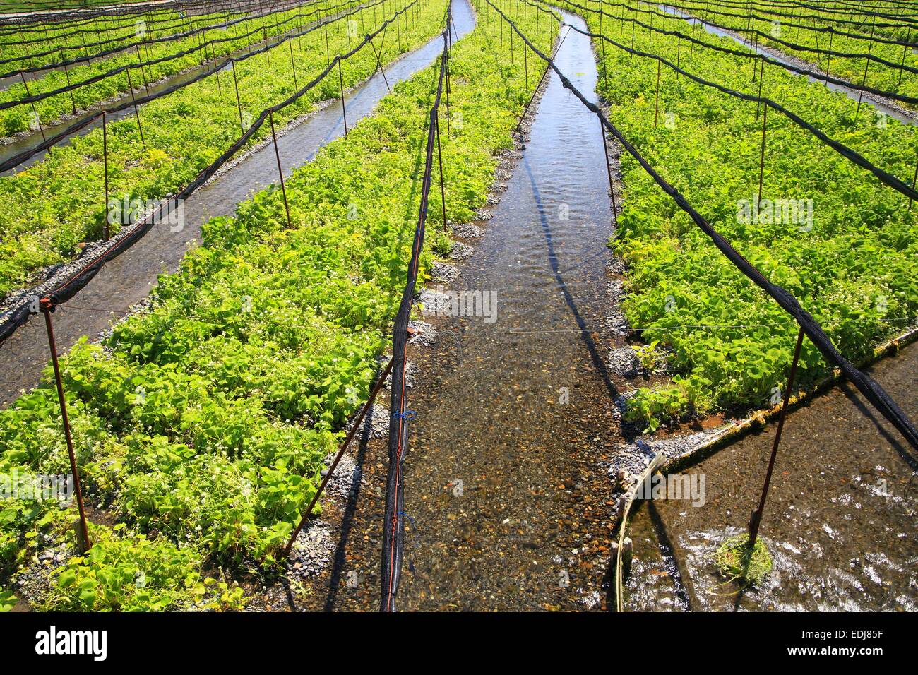 Wasabi field fotografías e imágenes de alta resolución Alamy