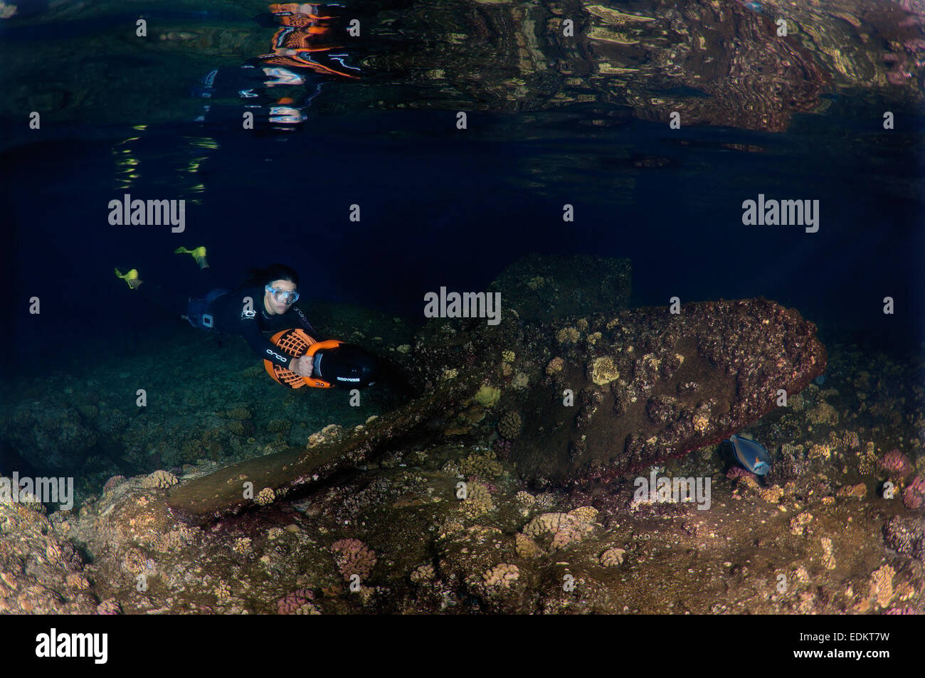 Apneista chapuzones para moto subacuática, buceo nocturno en el Mar Rojo, Egipto Foto de stock
