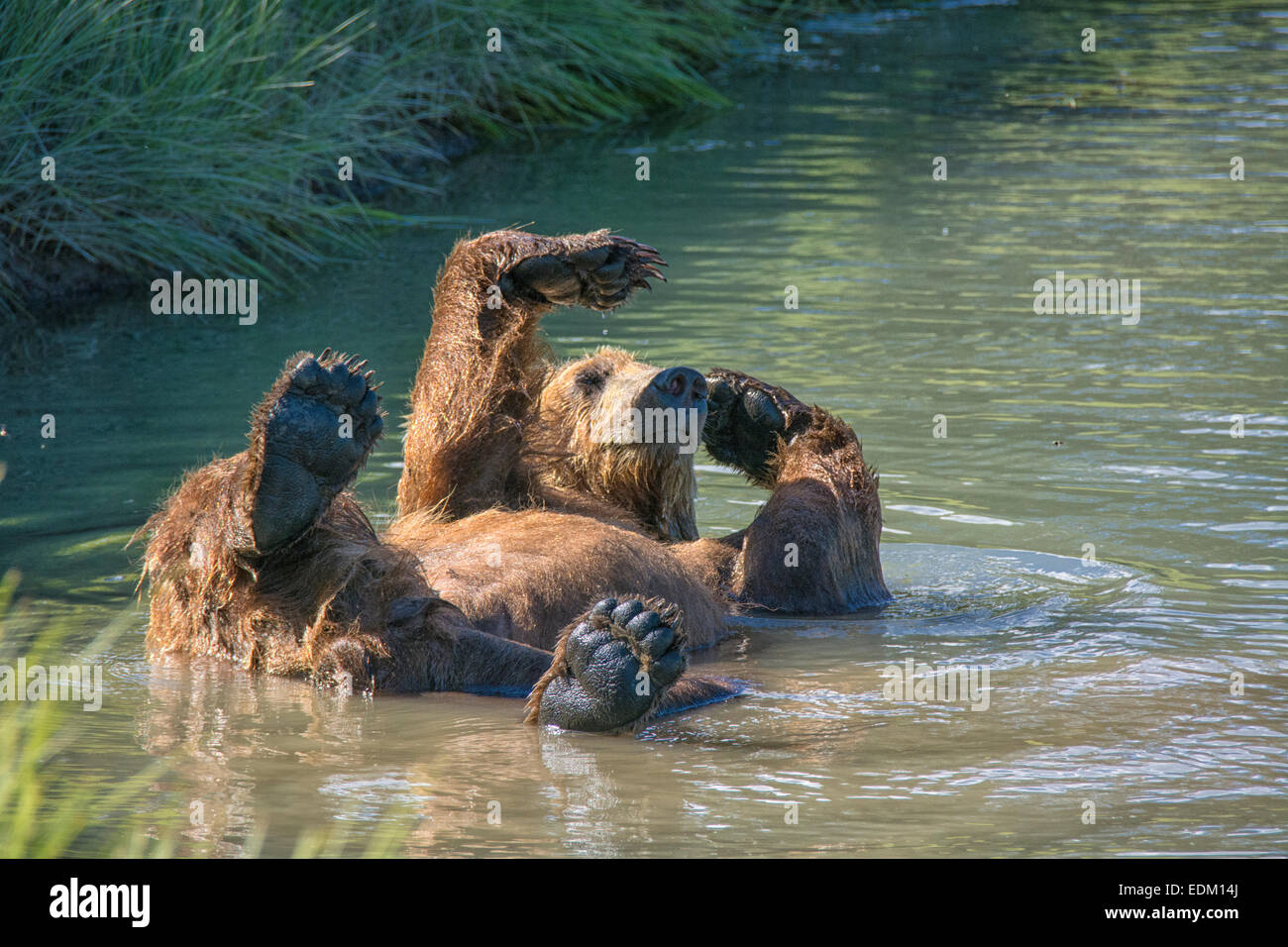 Adultos, Oso Grizzly Ursus arctos, refrescarse en un arroyo, Lake Clark National Park, Alaska, EE.UU. Foto de stock