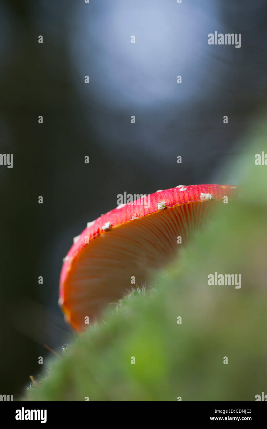 La del "reig bord" hongo Amanita muscaria mostrando las branquias Cornwall; UK Foto de stock