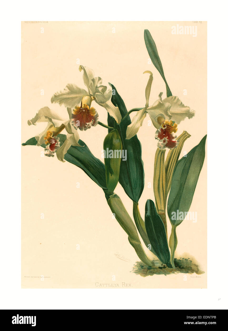 Gustav Leutzsch después Henry George Moon (Alemán (?), activo del siglo xix ), Cattleya Rex, litografía Foto de stock