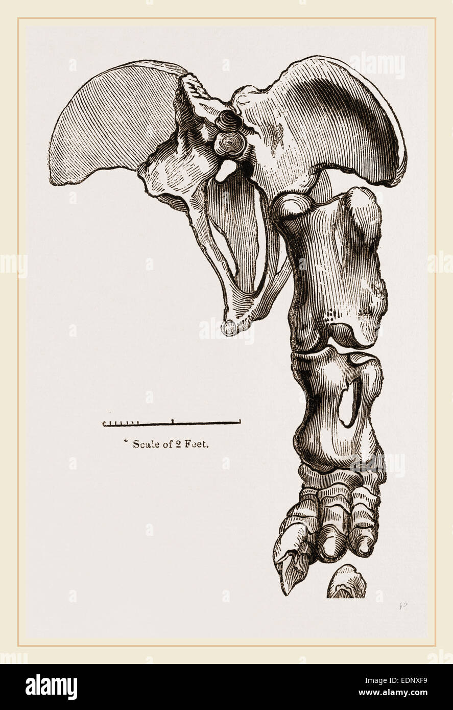 Pelvis y Hind-Leg de Megatherium Foto de stock