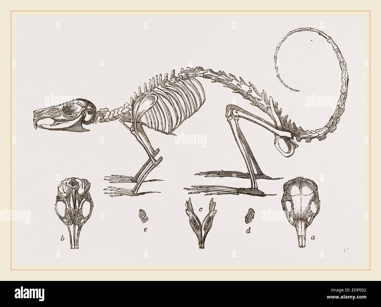 El esqueleto y el cráneo de Cavier's Lagotis Foto de stock