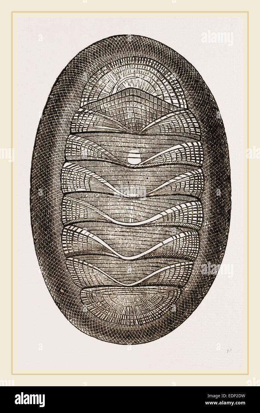 Chiton magnificus Fotos e Imágenes de stock Alamy